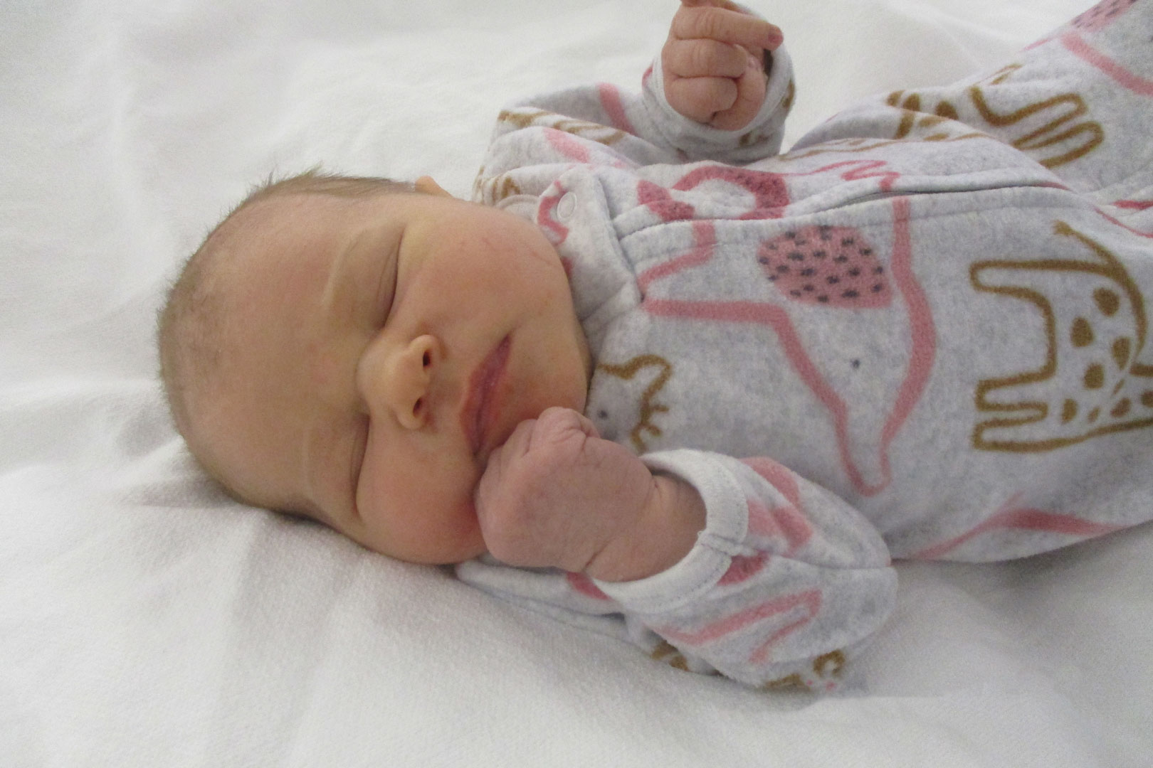 Online Nursery Northern Light Health